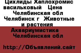 Цихлиды Хаплохромис васильковый › Цена ­ 40 - Челябинская обл., Челябинск г. Животные и растения » Аквариумистика   . Челябинская обл.